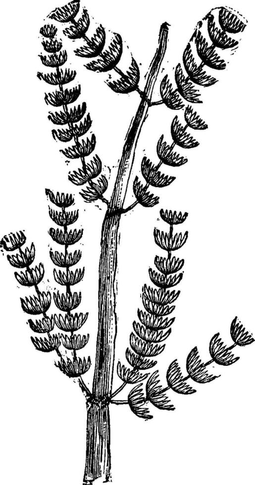 Fossil Araucaria branch, vintage engraving. vector