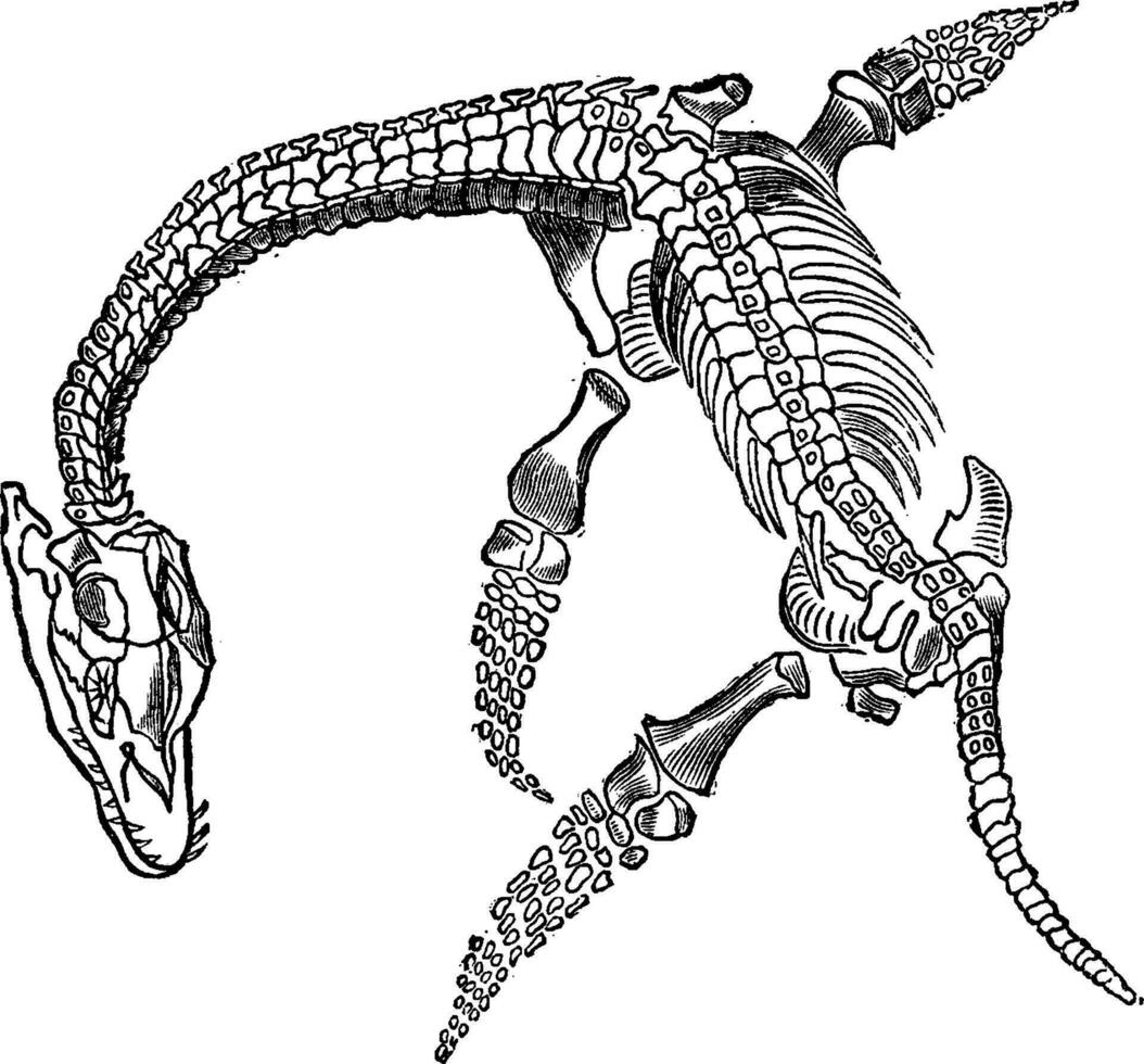 Sperm fossil plesiosaur, vintage engraving. vector