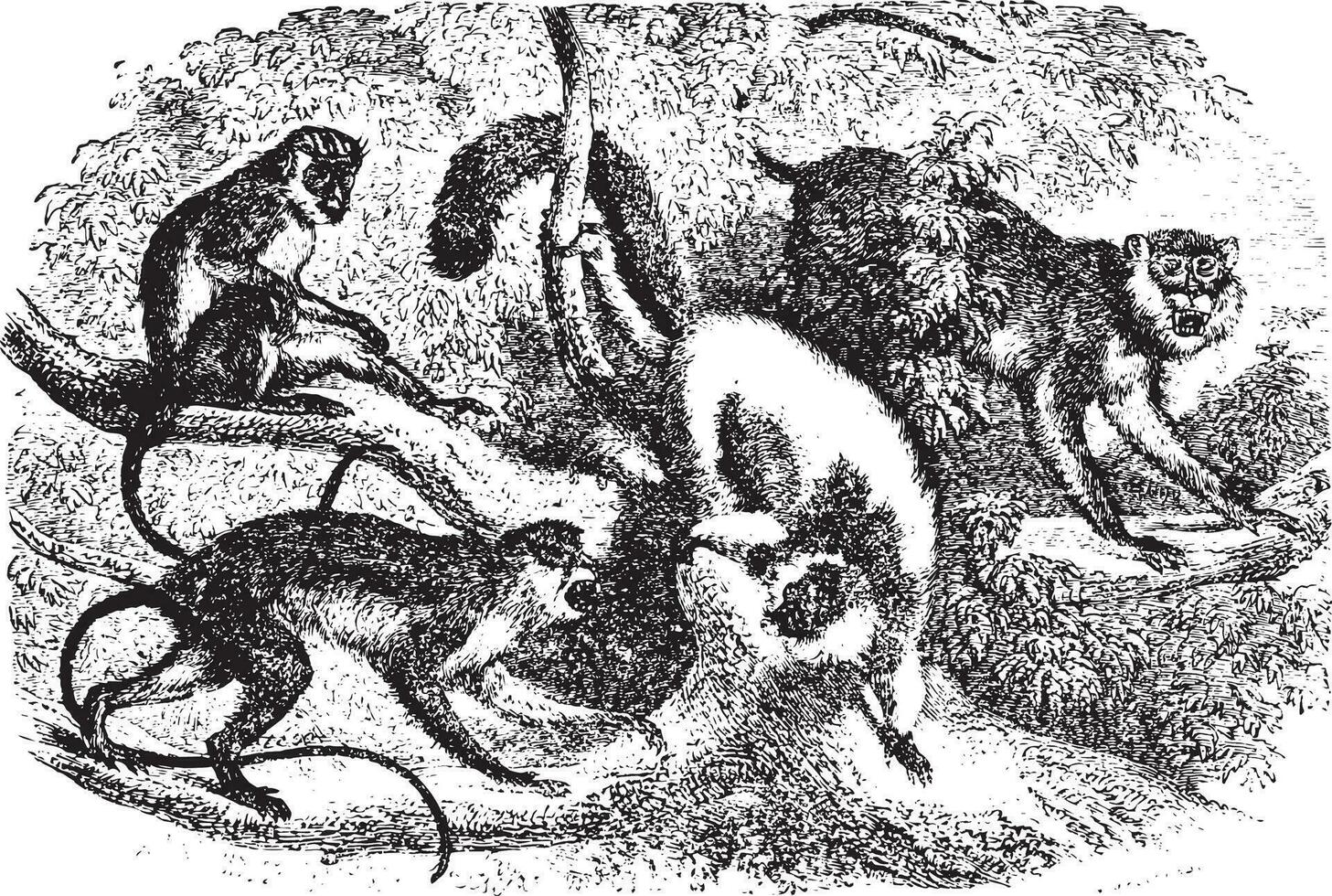 Monkeys on tree branch, vintage engraving. vector