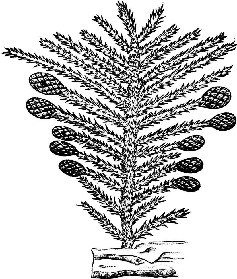 The plants of the Permian period, Conifer, vintage engraving. vector