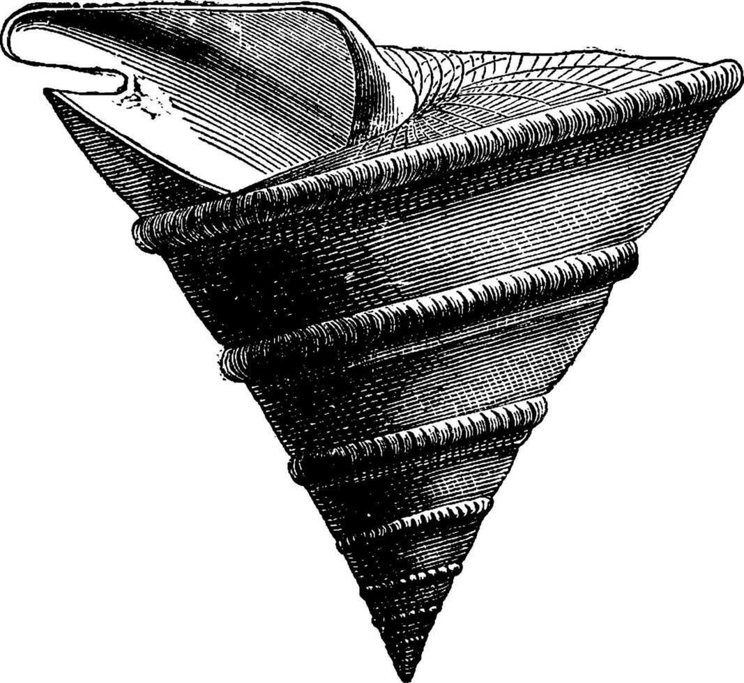 sin cabeza moluscos y gasterópodos desde el jurásico período, Clásico grabado. vector