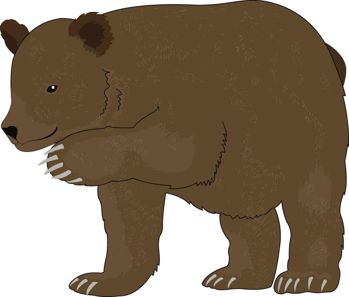 Bear or Ursus arctos, illustration vector