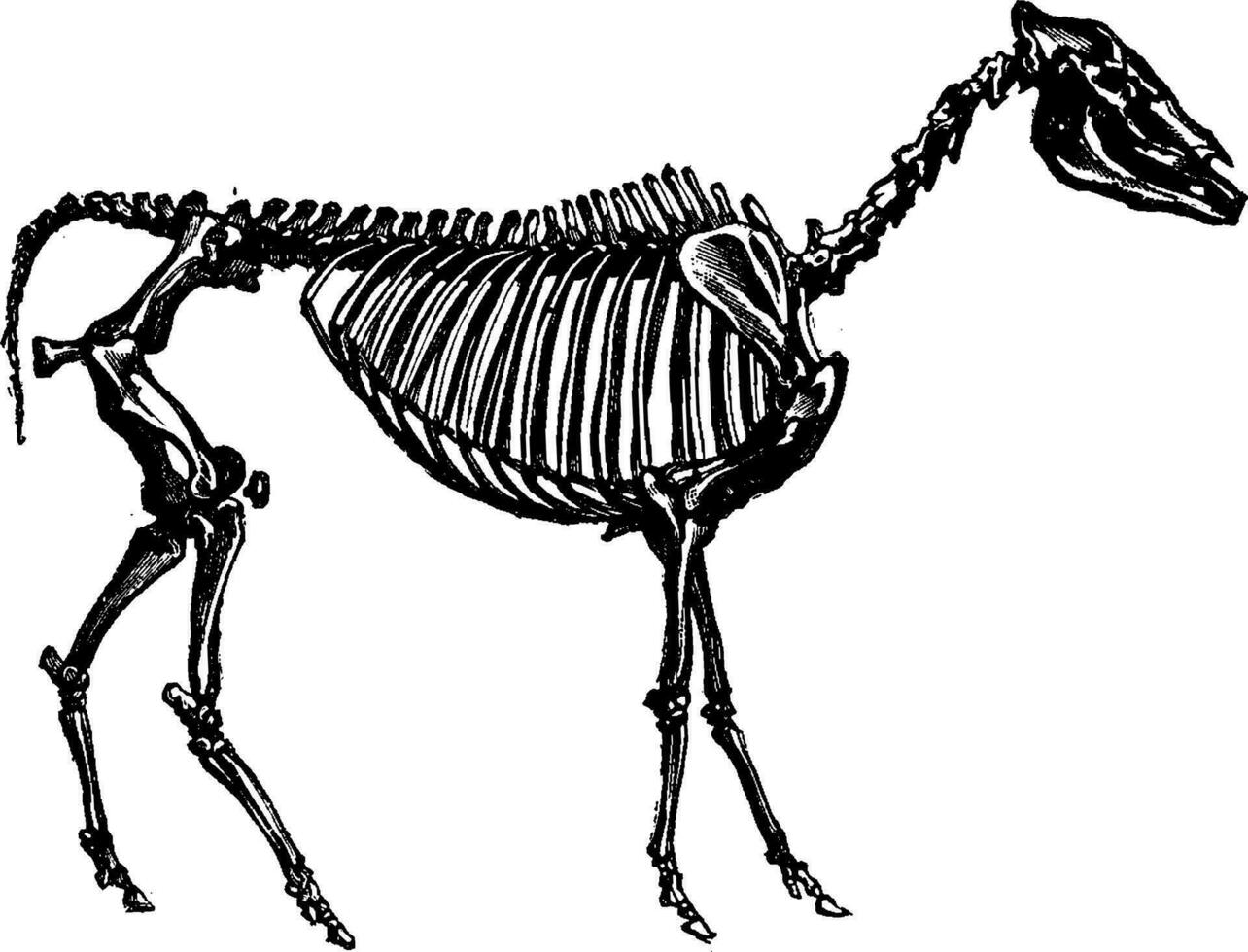 fósil esqueleto de un hipparión, Clásico grabado. vector