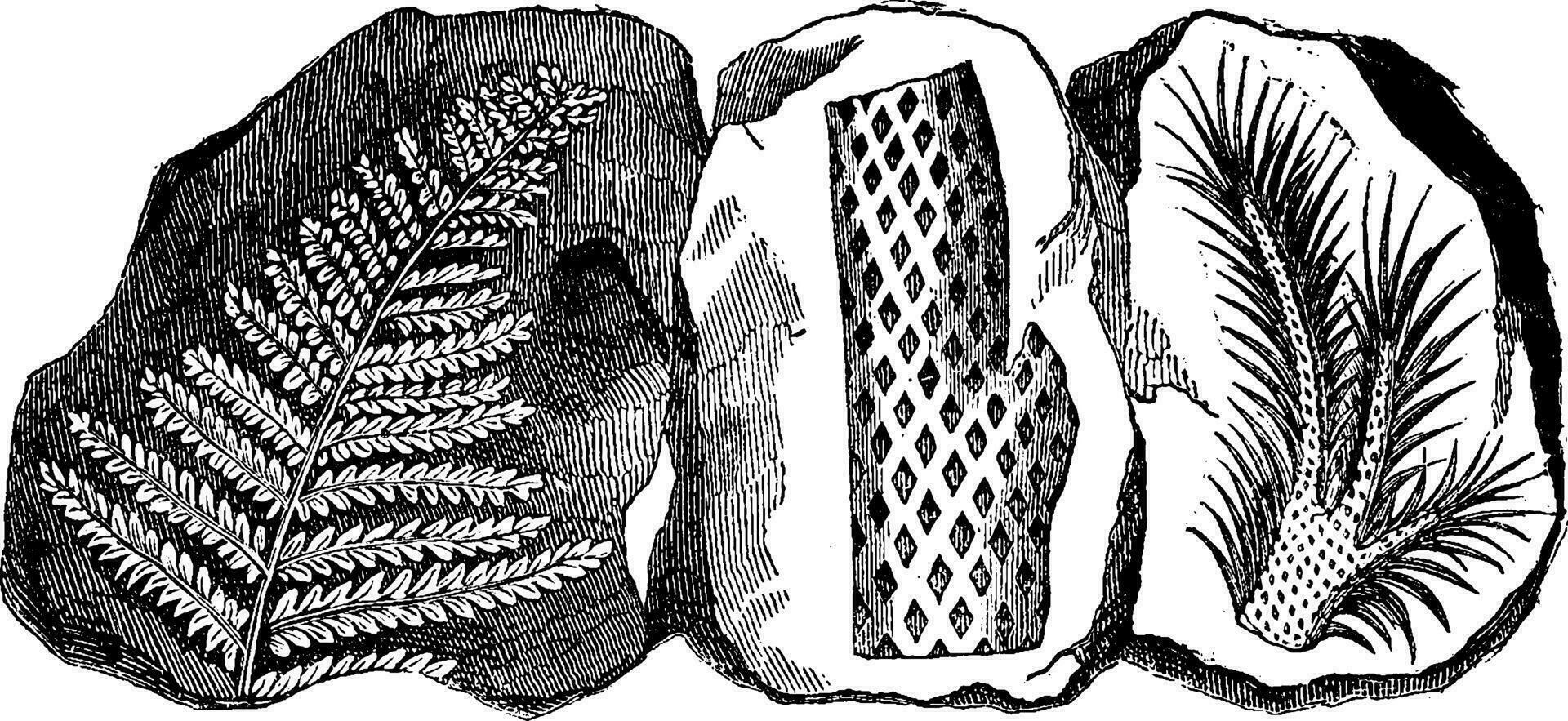 Fossil footprints of a fern, vintage engraving. vector