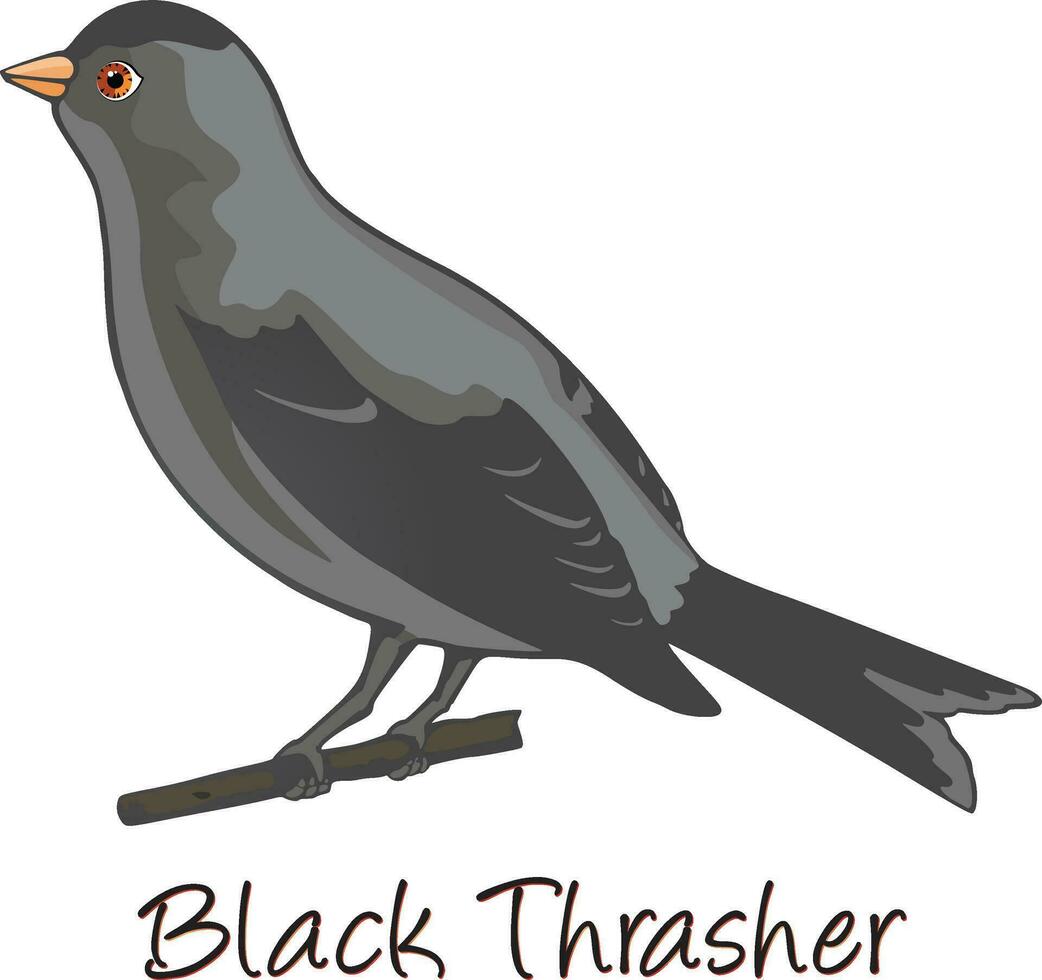 Brown Trasher, Color Illustration vector