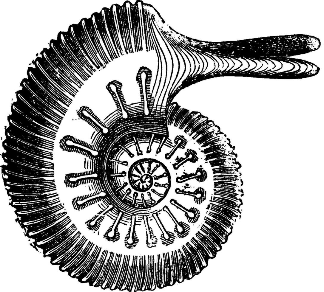 Ammonite Jason, vintage engraving. vector
