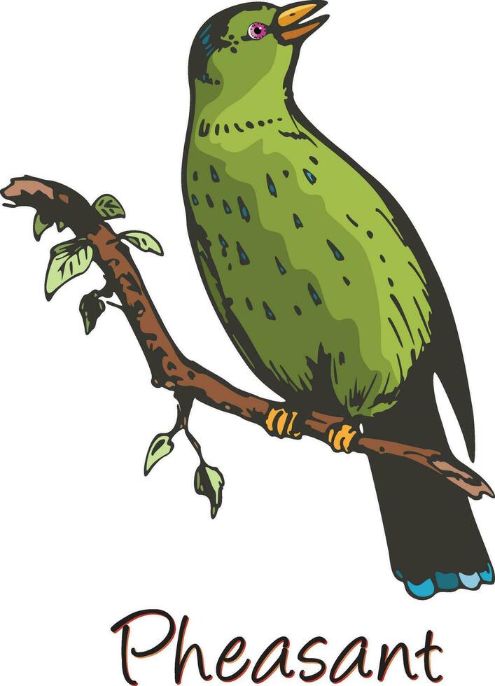 Pheasant, Color Illustration vector