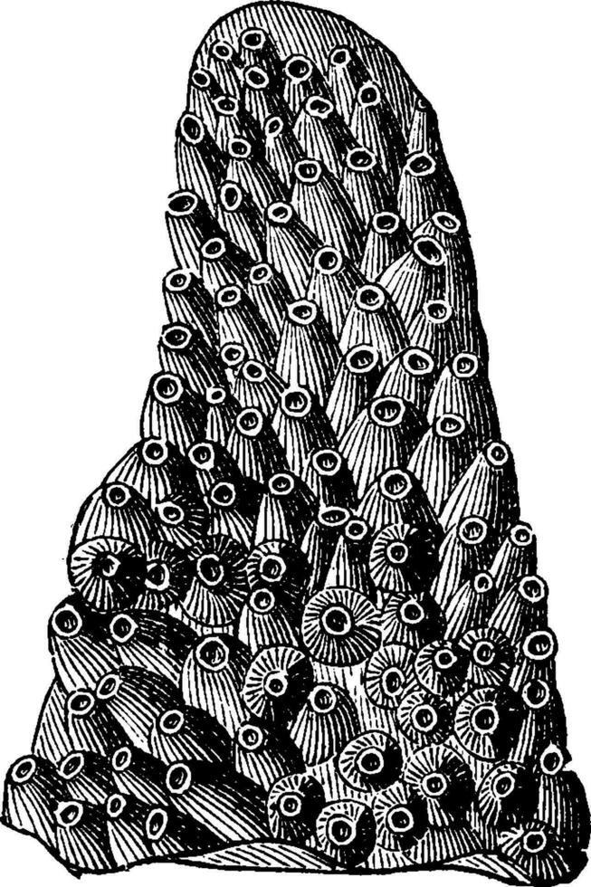 Lobocoenia obeliscus, vintage engraving. vector