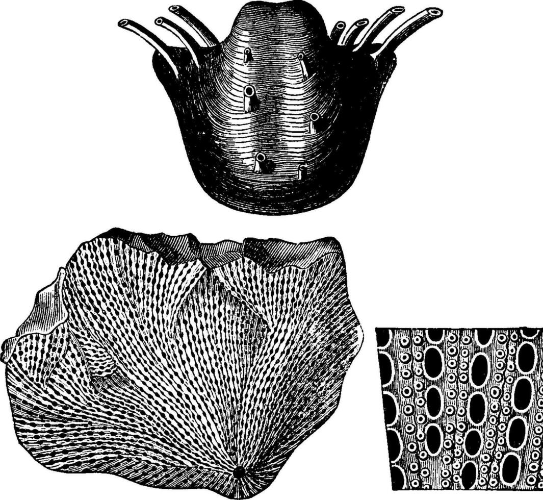 Mollusks from the Permian period, vintage engraving. vector