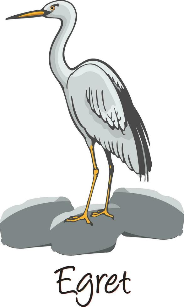 Egret, Color Illustration vector