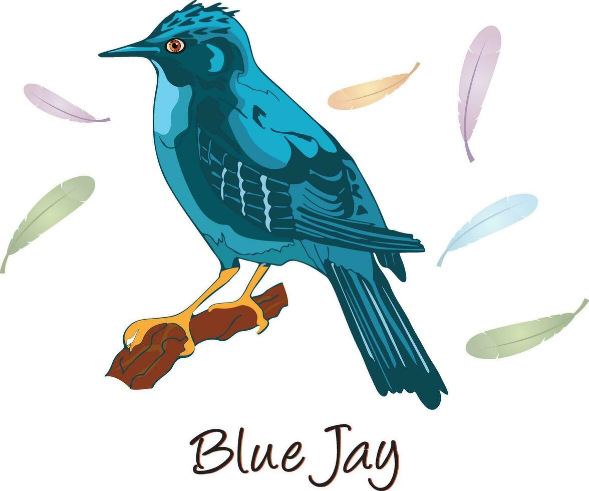 Blue Jay, Color Illustration vector