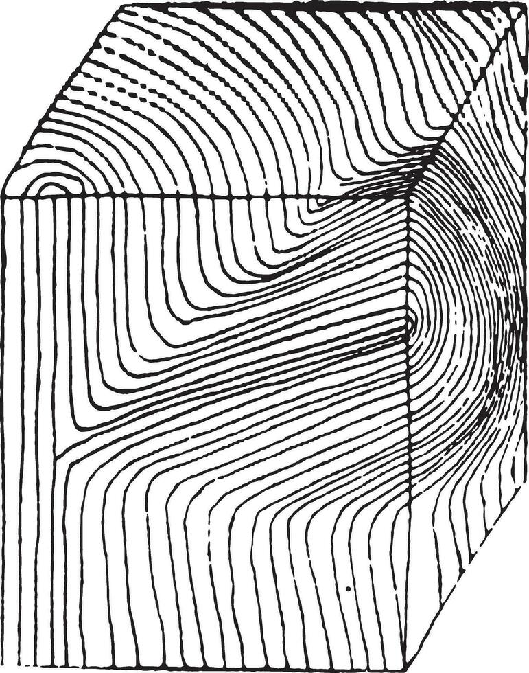 Specimen taken in a branch, vintage engraving. vector