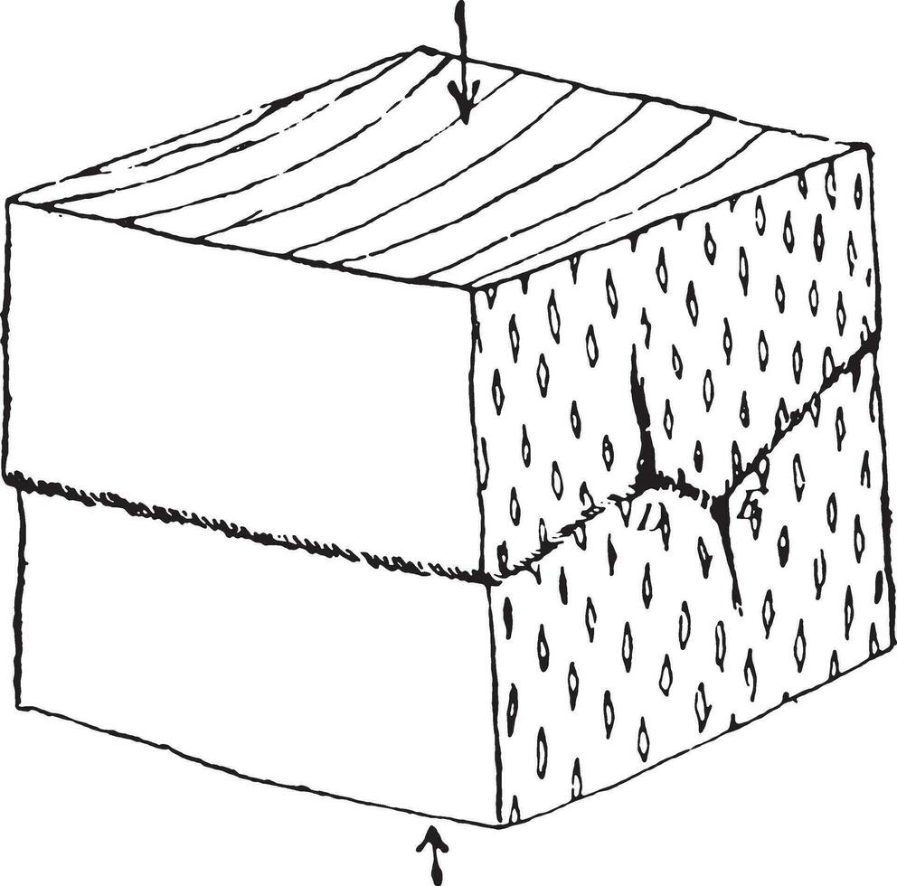 Compression parallel to the growth axis, vintage engraving. vector