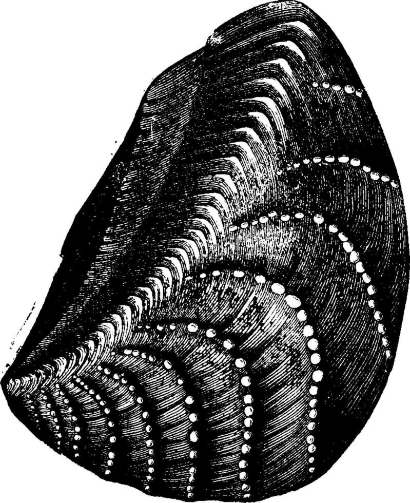 sin cabeza moluscos y gasterópodos desde el jurásico período, Clásico grabado. vector