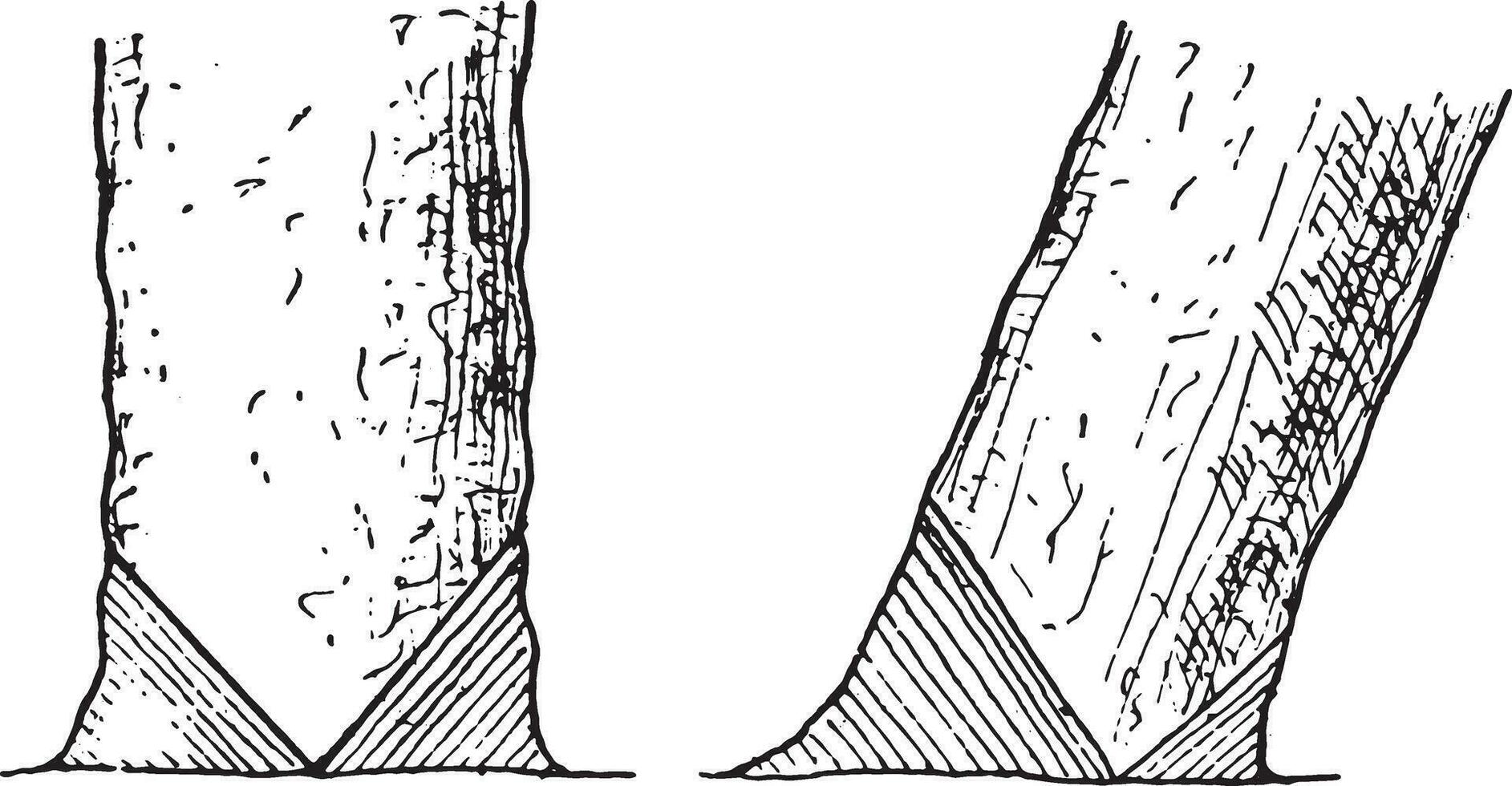 Felling of the a On the right tree, On the tree inclines, vintag vector