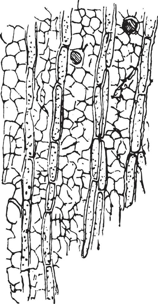 Conceptacles of Stereum hirsutum covering the bark of a tree, vi vector