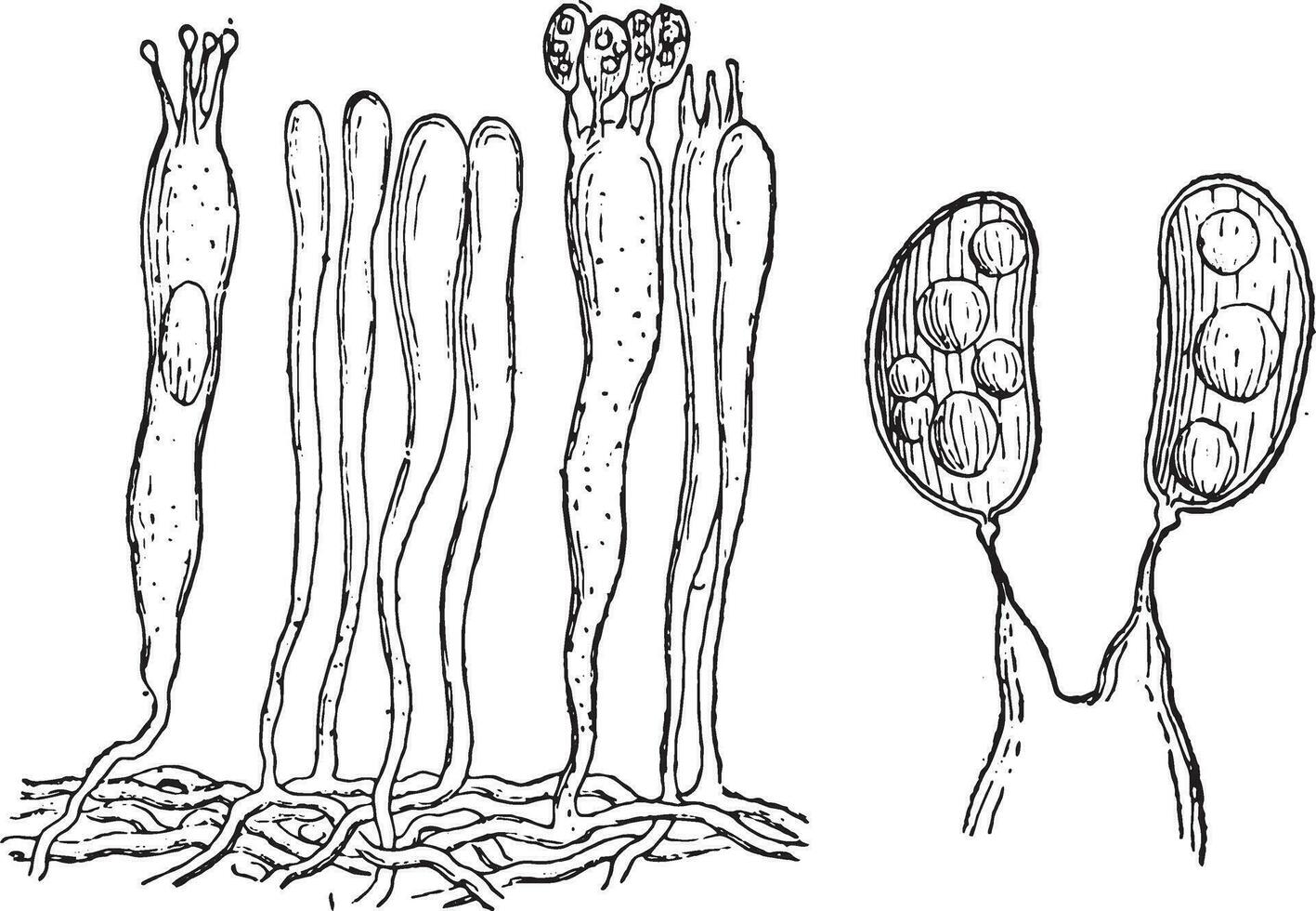 The hymenium, Basidia and basidiospores, vintage engraving. vector