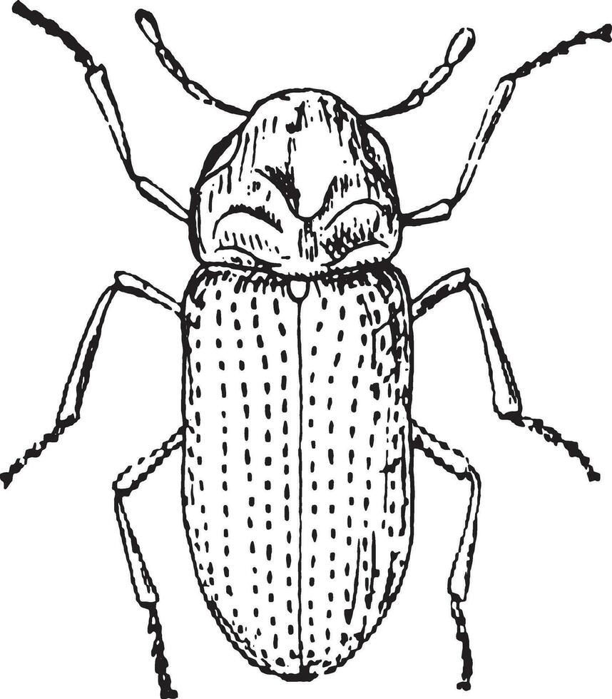Beetle obstinate, vintage engraving. vector