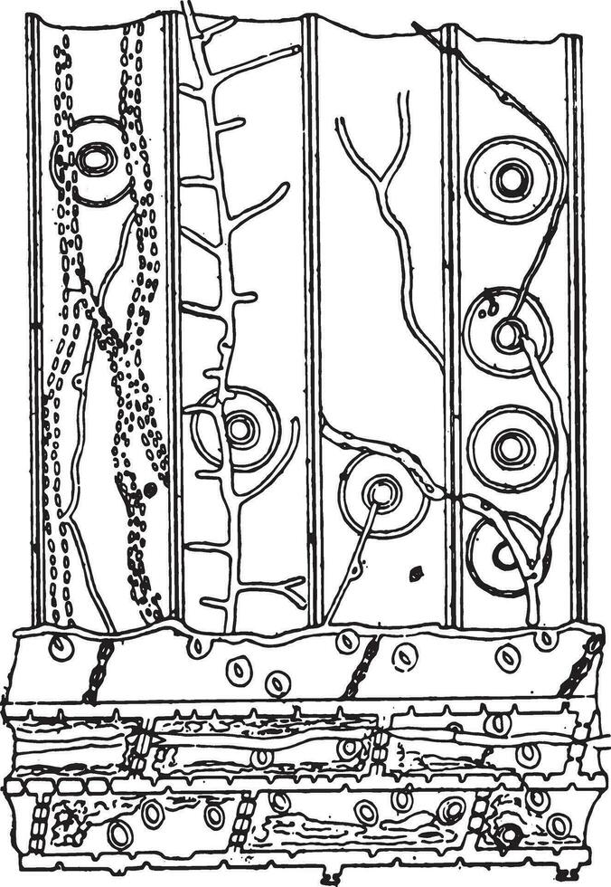 Longitudinal section in a pine wood fragment contested by Meruli vector