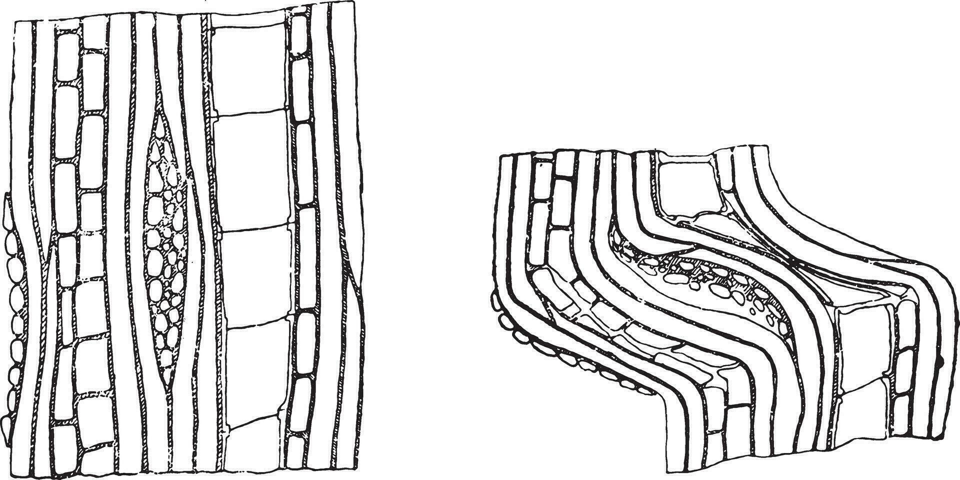 esquema de el rotura de un muestra por compresión paralelo a el fibras, Clásico grabado. vector