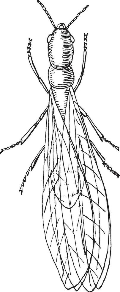Termite lucifugus, Individual male, vintage engraving. vector