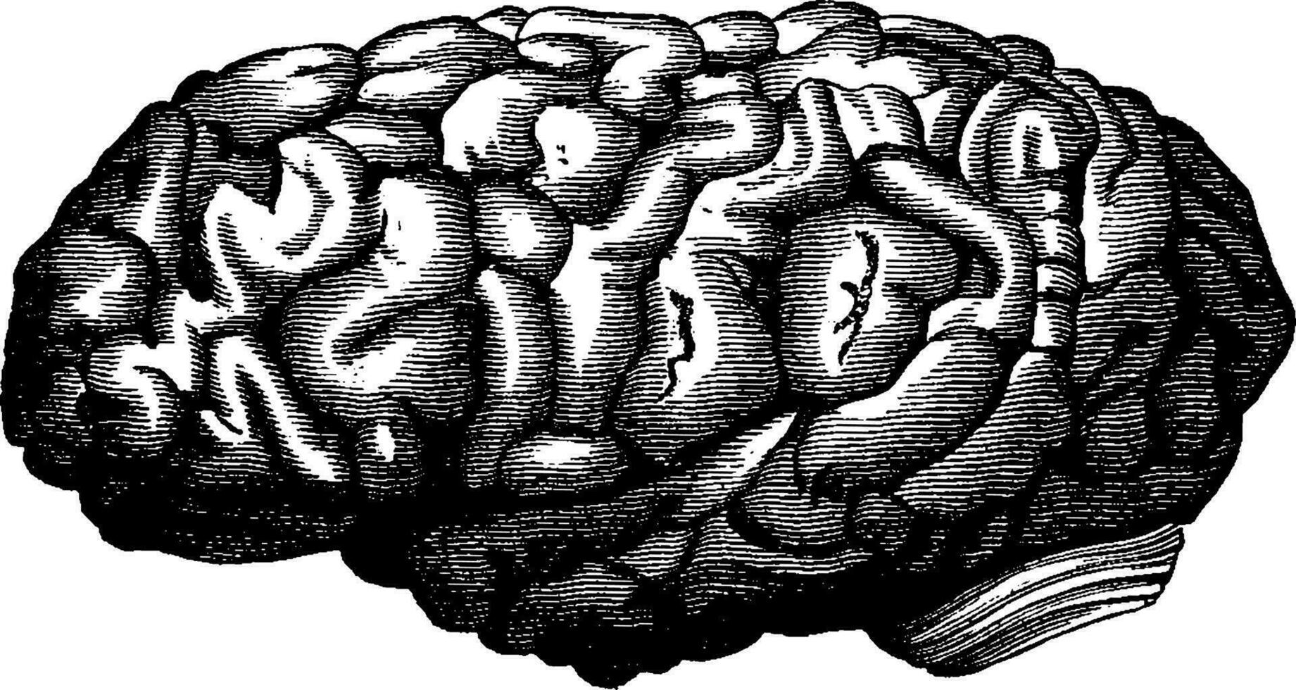 Brain mathematician Gauss, vintage engraving. vector