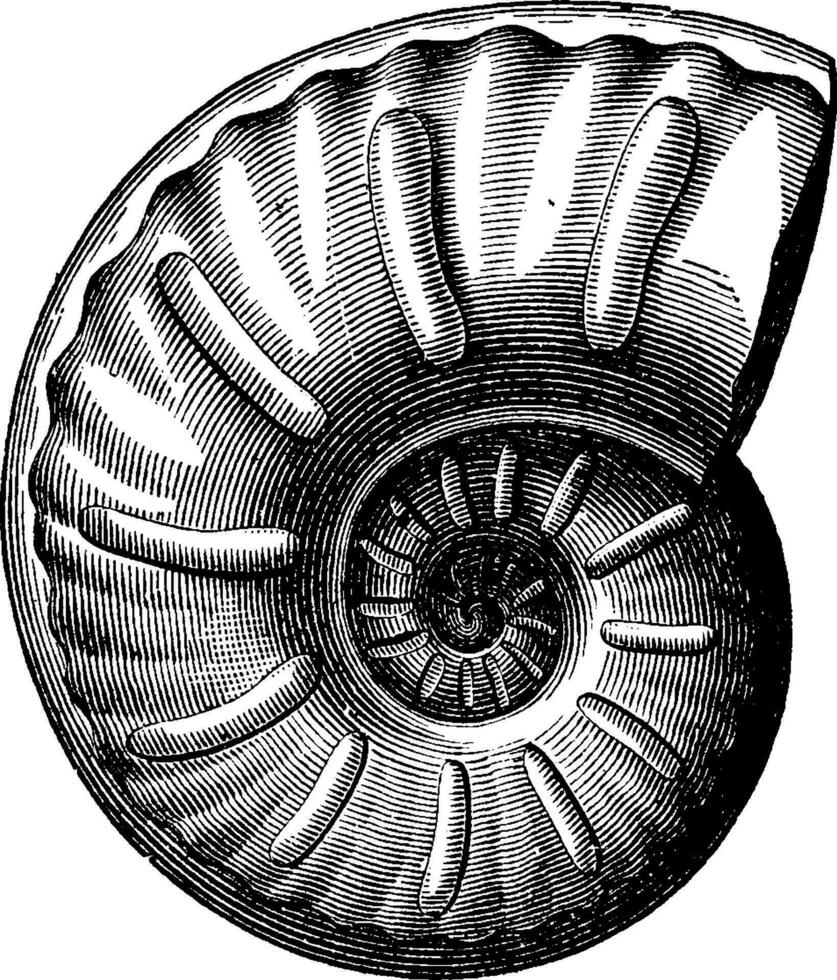 Ammonites radiatus, vintage engraving. vector