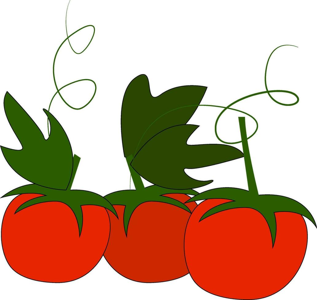 Tres rojo Cereza Tomates con verde hojas y peciolo vector ilustración en blanco antecedentes.