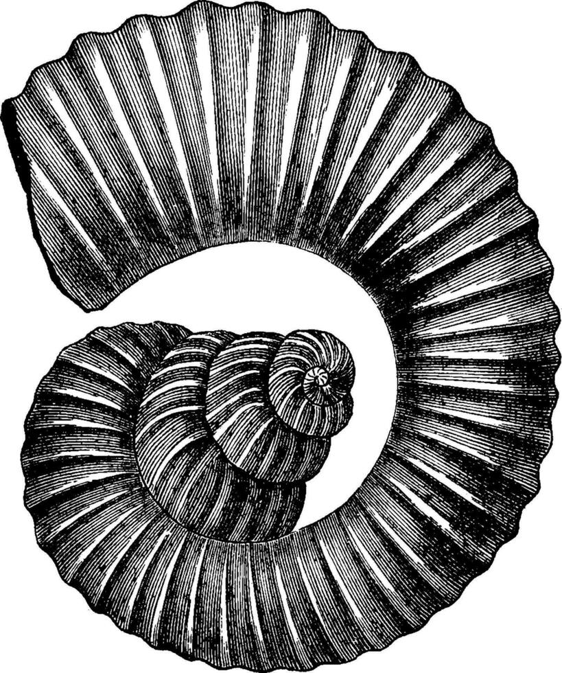 cefalópodo amonitas de el cretáceo período, Clásico grabado. vector