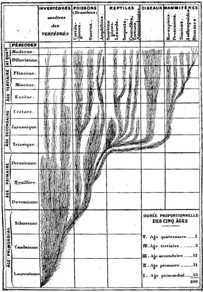 Correspondence between the development of the animal and the succession of geological epochs, vintage engraving. vector