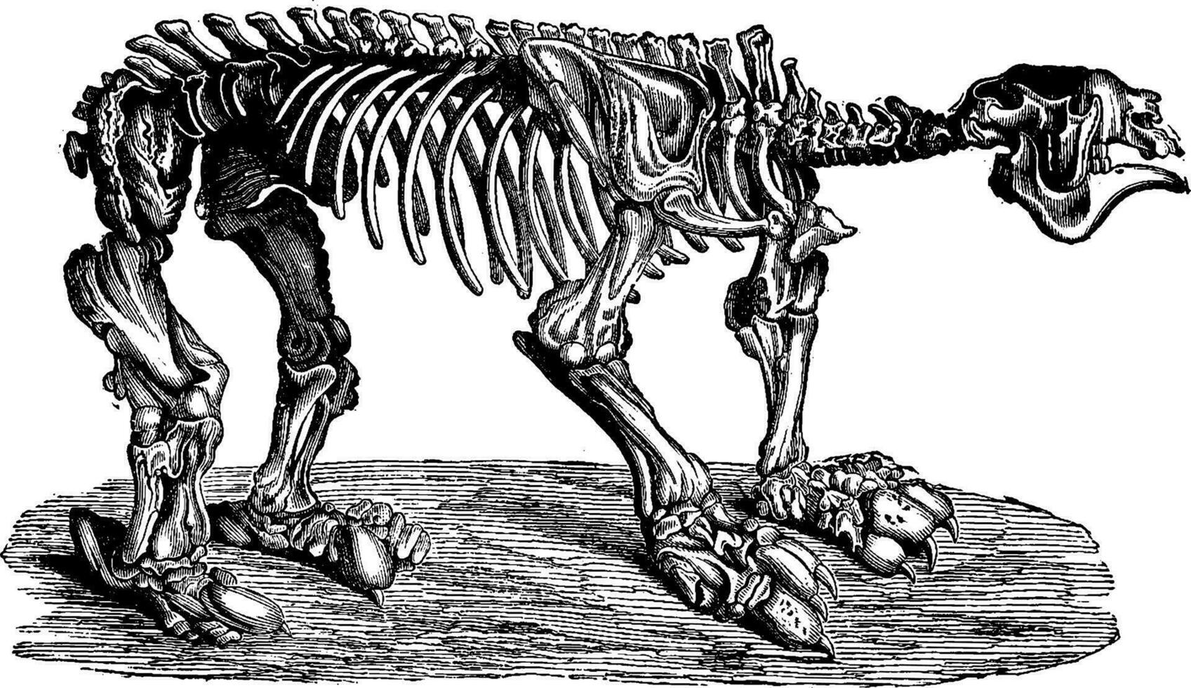 Megatherium, vintage engraving. vector