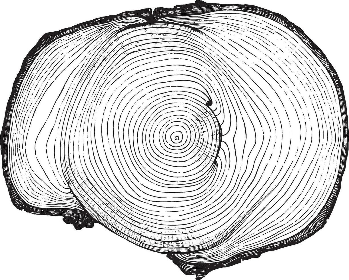 Cross section of a tree trunk presenting three injuries are wild animals, more or less completely healed, vintage engraving. vector
