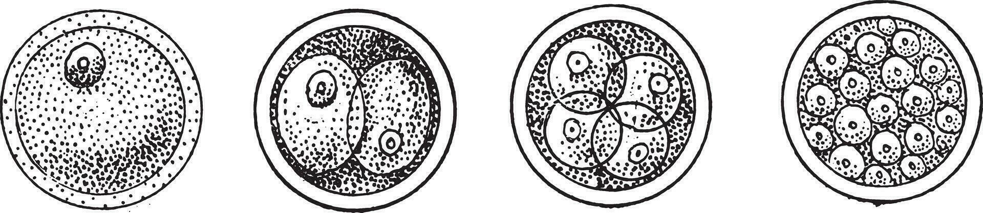 First phases of the evolution of the cell, or of the egg, after fertilization, vintage engraving. vector