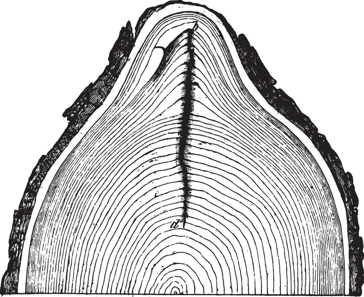 Frost cracks of an oak trunk, vintage engraving. vector