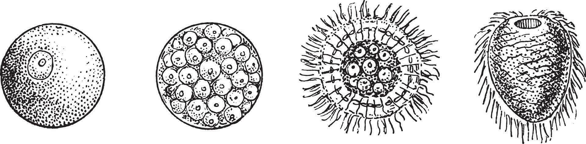 evolución de un zoófito o elemental gusano, Clásico grabado. vector