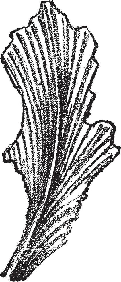 Leaf of Noeggerathia, vintage engraving. vector