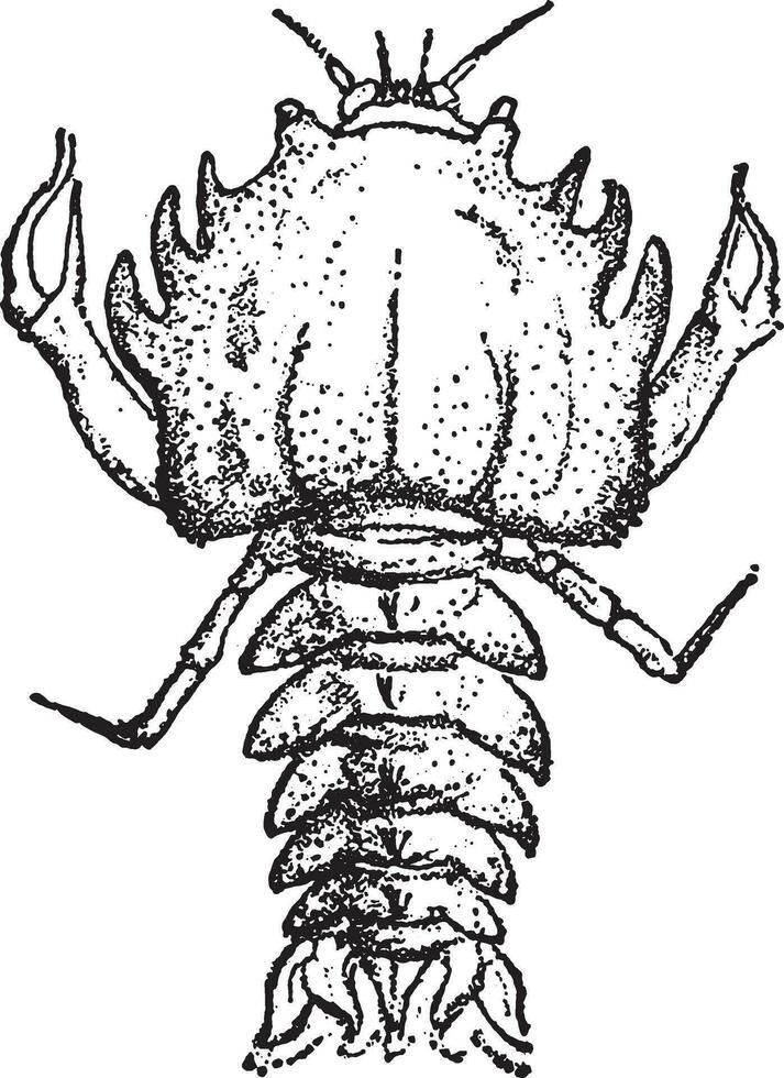 Eryon arctiformis, Crustace of the Oolite, vintage engraving. vector