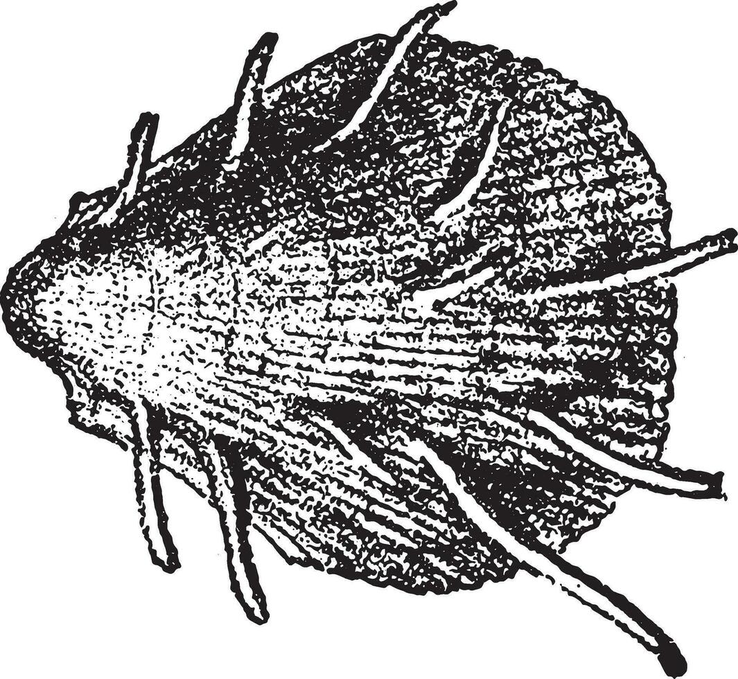 Spondylus spinosus, vintage engraving. vector