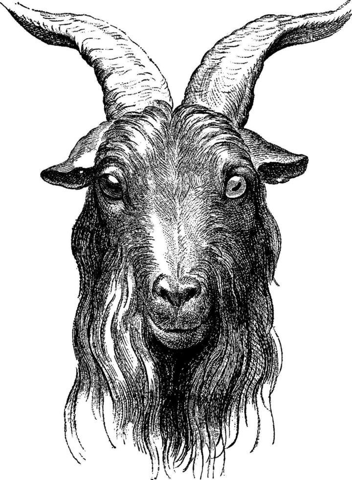 Goat, vintage engraving. vector