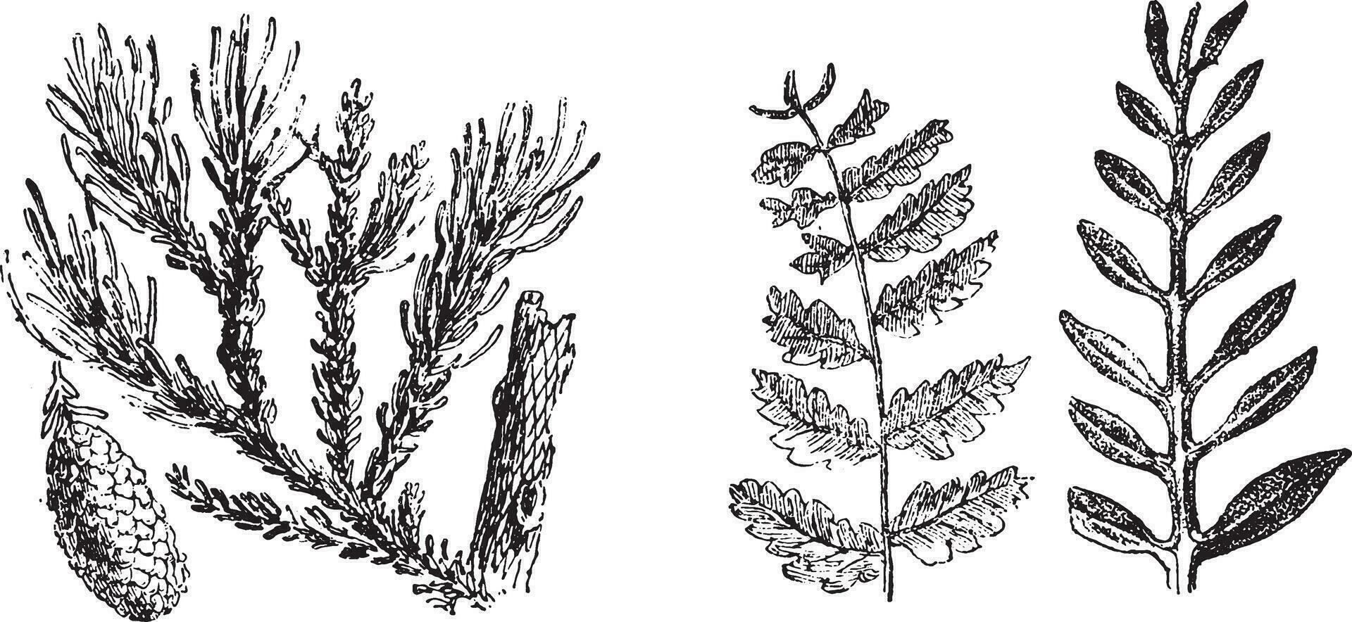 Vegetable fossils of the secondary period, vintage engraving. vector