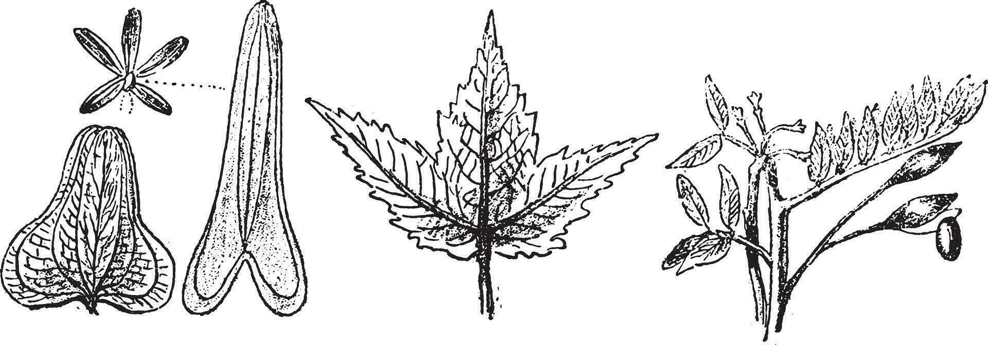 Smilax obtusifolia, Smilax sagittifera, Acer trilobatum of the miocene marls of Ceningen, vintage engraving. vector