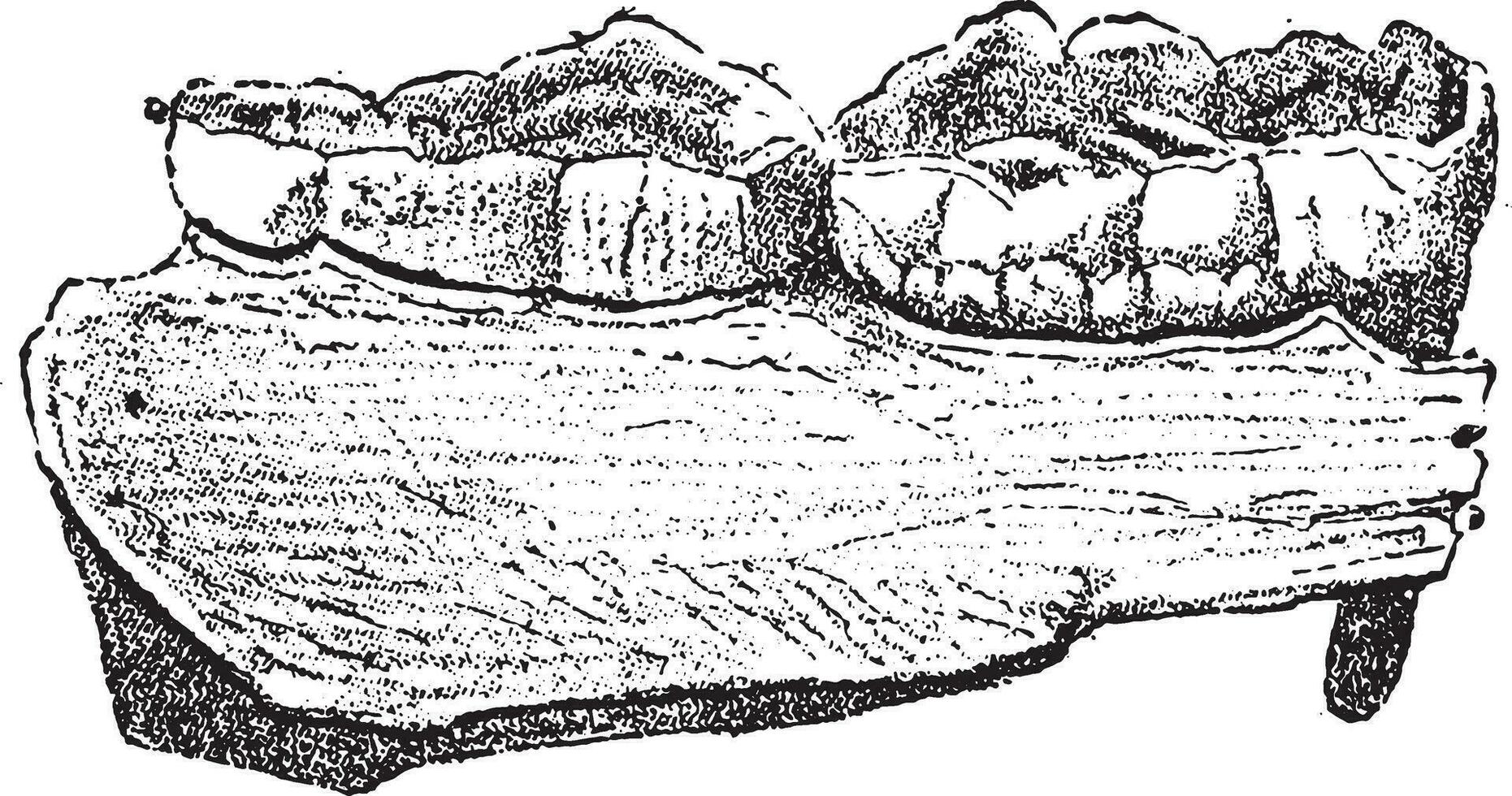 fragmento de mandíbula de el genial oso, con dos molares, Clásico grabado. vector