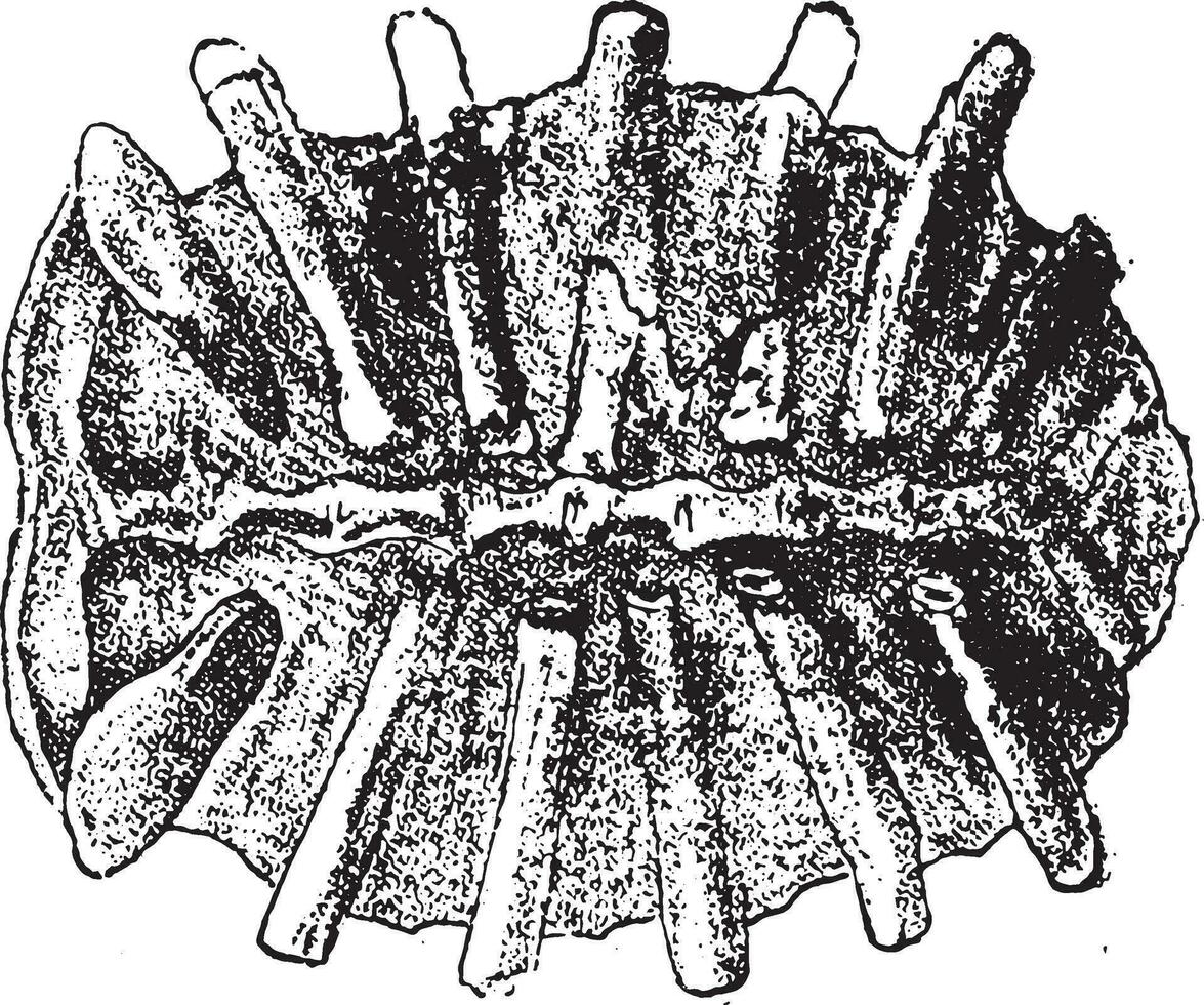 Fossil shell turtle Trionyx, vintage engraving. vector