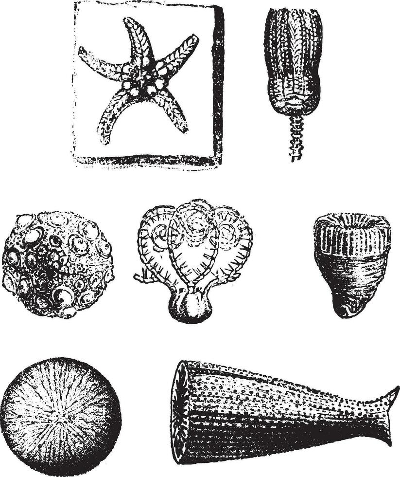 Echinoderms and Polypiers of the secondary age, vintage engraving. vector