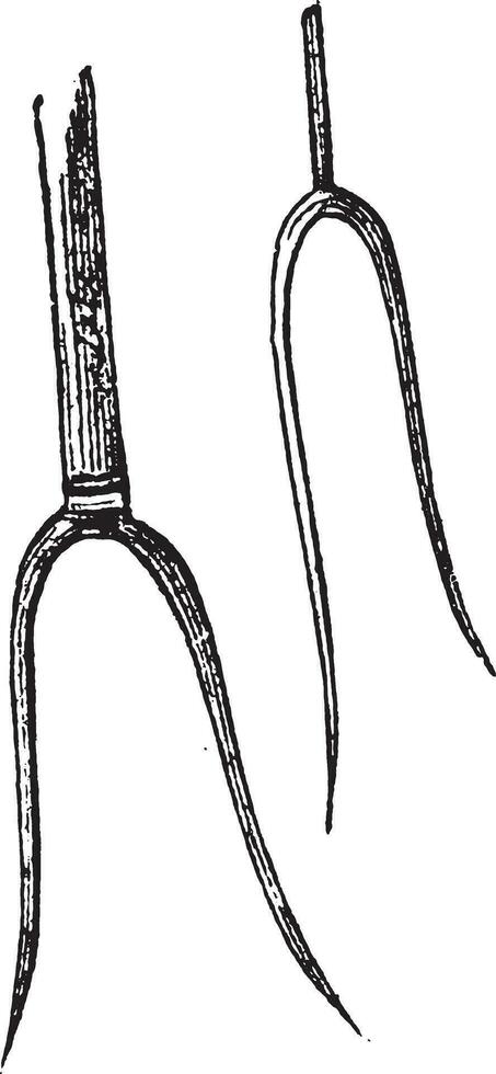 Forks, vintage engraving. vector