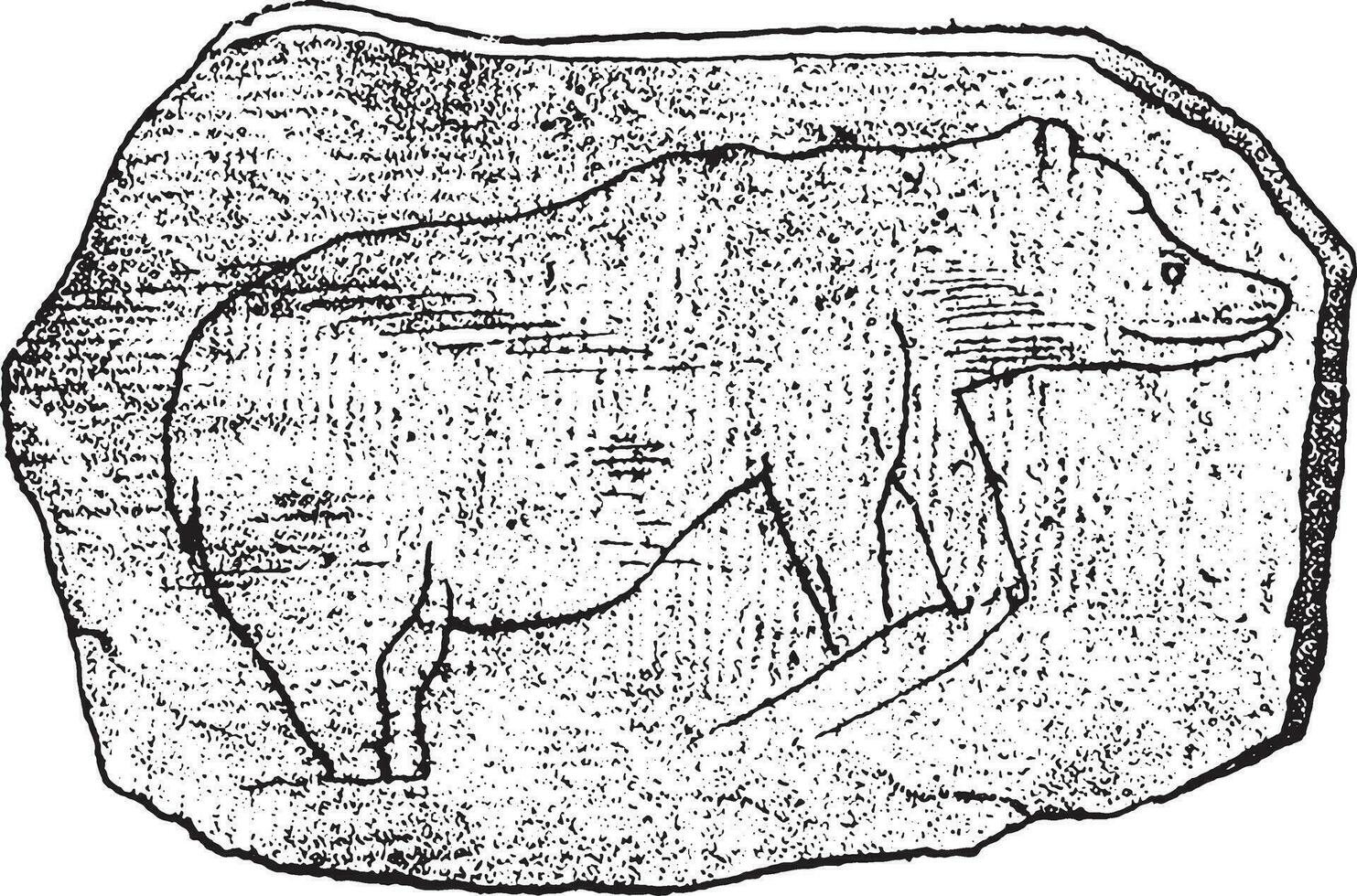 Drawing of great Bears on a stone collected in the cave of Massat, vintage engraving. vector