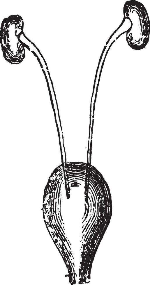 Kidneys and bladder, vintage engraving. vector