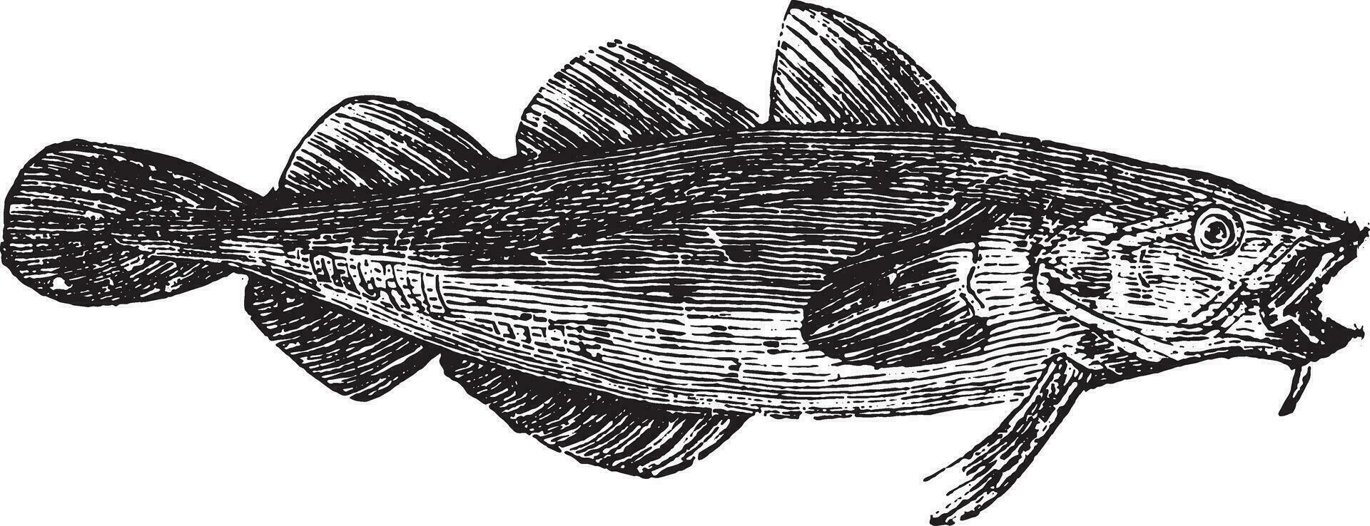 Cod fish or Gadus spp. vector