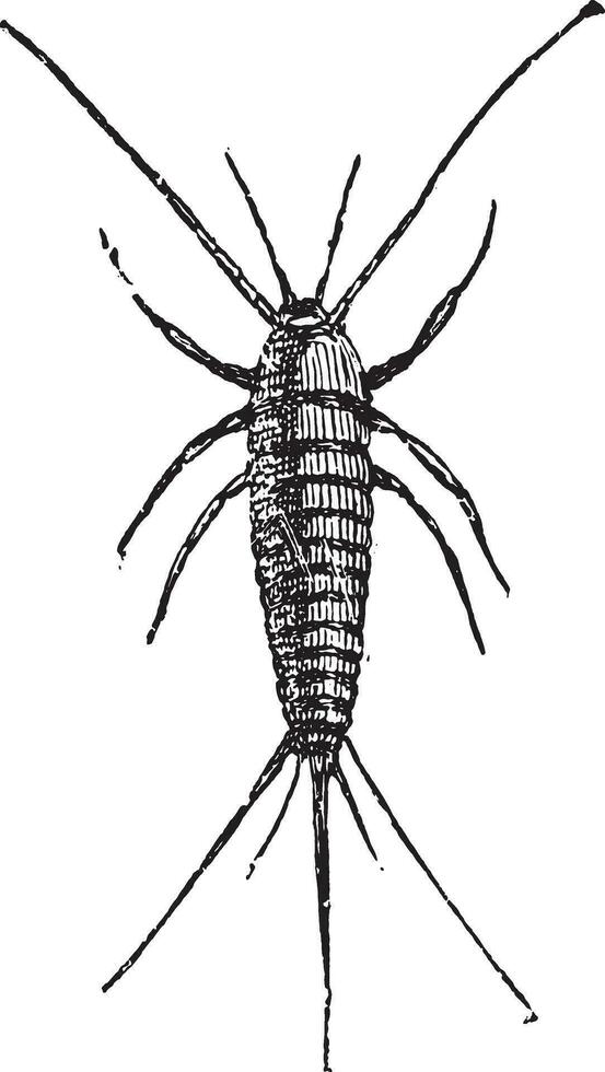 Silverfish, vintage engraving. vector