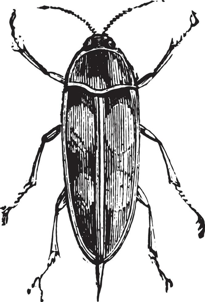 Mordella, vintage engraving. vector
